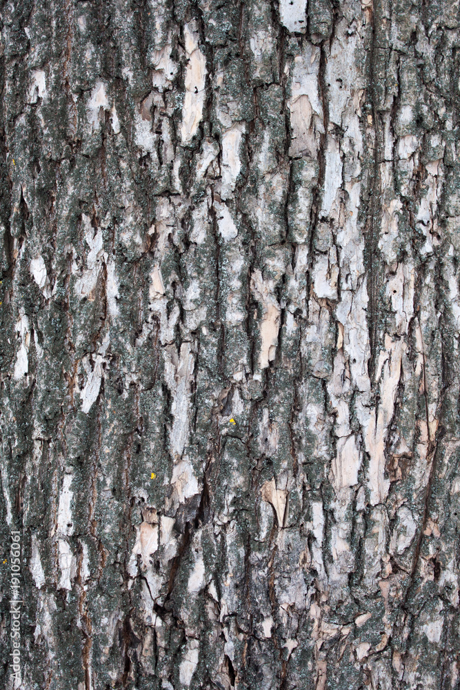 Fototapeta premium Closeup of the tree bark