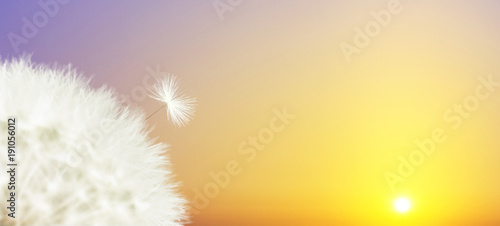Fototapeta Naklejka Na Ścianę i Meble -  Schöne Pusteblume beim Sonnenuntergang