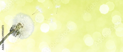 Fototapeta Naklejka Na Ścianę i Meble -  Schöne Pusteblume