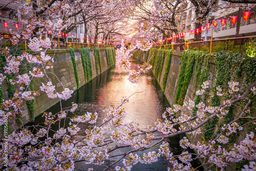 Cherry blossom at Meguro Canal in Tokyo, Japan photo