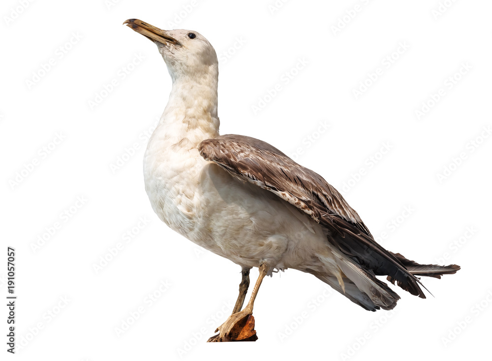 Fototapeta premium sea gull on white