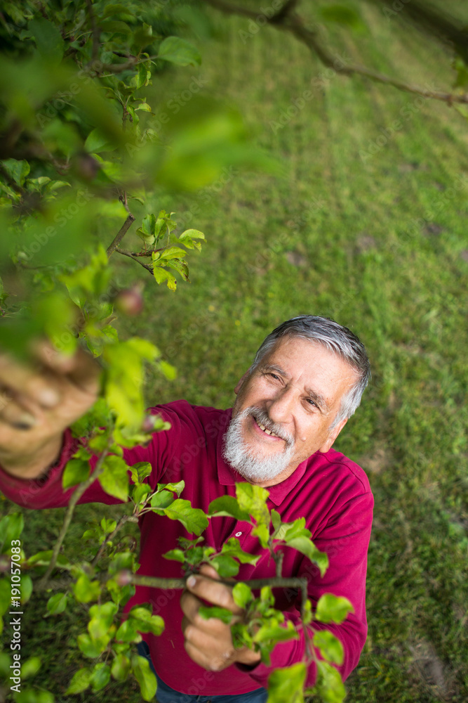 Portrait of a senior man gardening in his garden (color toned image) - checking the state of his orchard fruit trees Portrait of a senior man gardening in his garden (color toned image) - checking the state of his orchard fruit trees