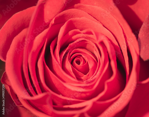 Close-up of beautiful red rose