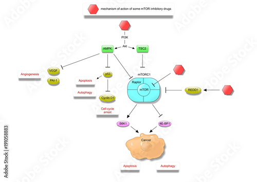 mechanism of action of some mTOR inhibitors photo