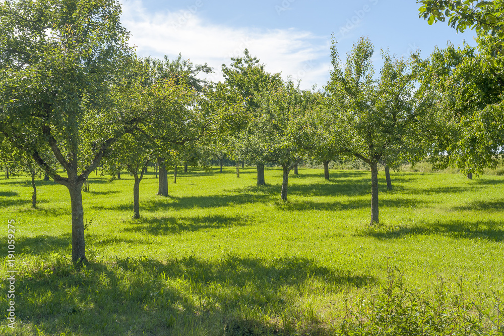 meadow with fruit trees