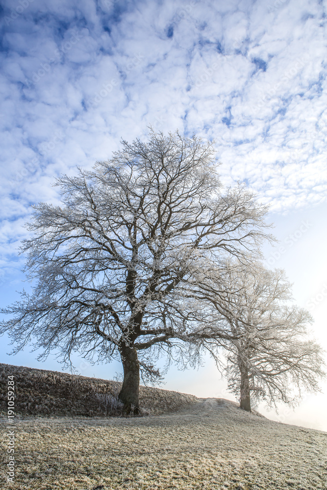Fototapeta premium Vereiste Bäume auf einem Feld