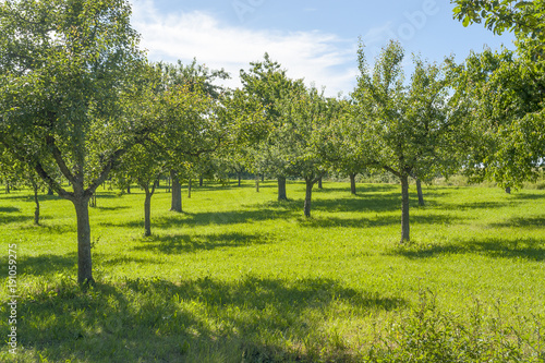 meadow with fruit trees