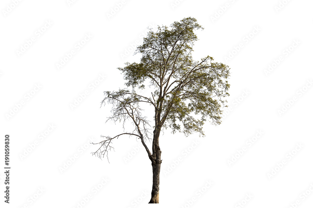Fototapeta premium Tree isolated on white background Suitable for use.