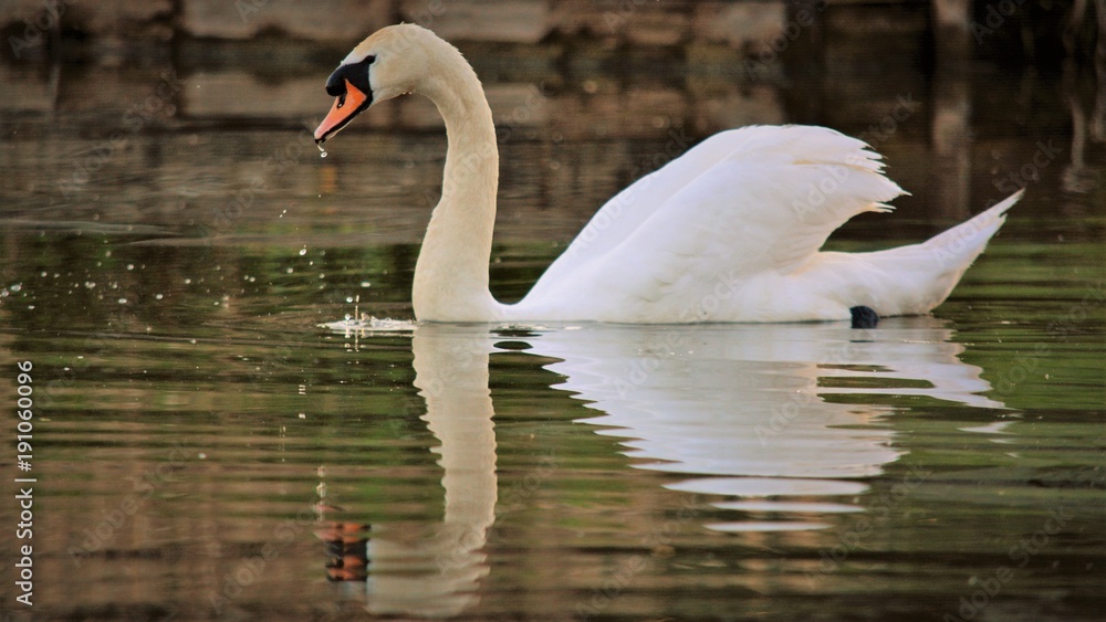 Fototapeta premium Swan warwickshire