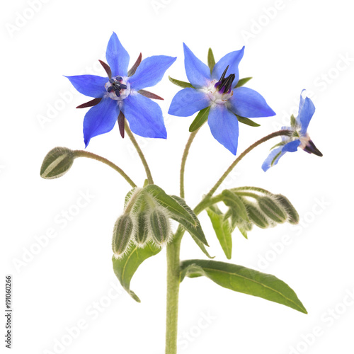 Canvastavla Borage  (Borago officinalis)