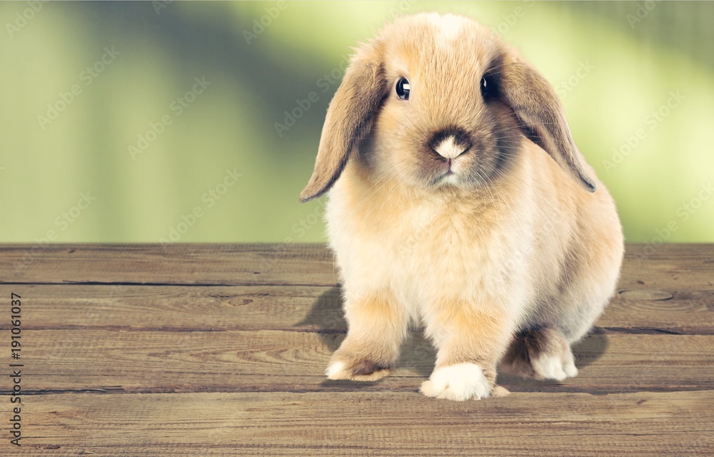 Fototapeta premium Rabbit.