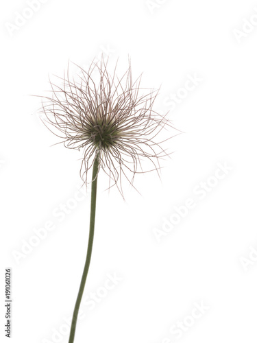 ornamental onion flower