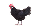 black hen