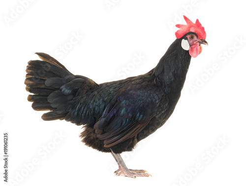 black hen © fotomaster