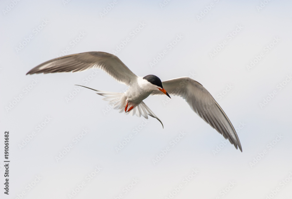 Obraz premium Close up of froster's tern bird perched