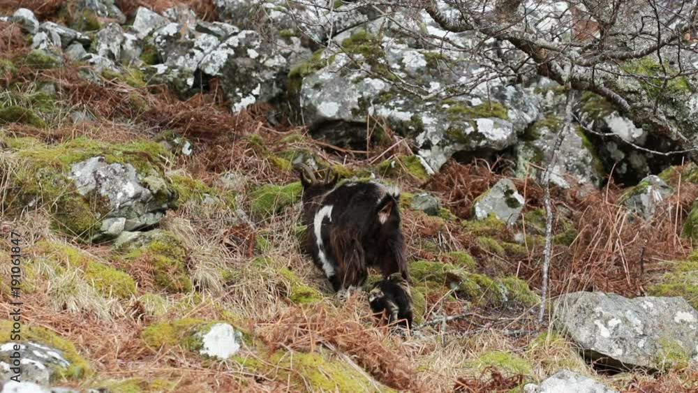 feral goat, Capra hircus, wild, nanny, kid, billy, foraging, grazing on the rocky slopes in cairngorm national park during winter, february. feral goat, Capra hircus, wild, nanny, kid, billy, foraging, grazing on the rocky slopes in cairngorm national park during winter, february.