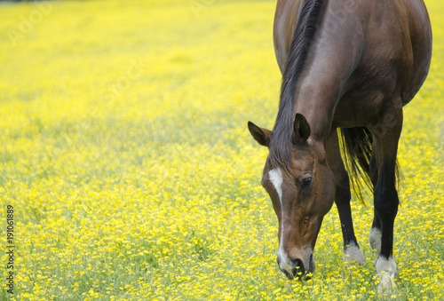 Yellow field and horse eating 