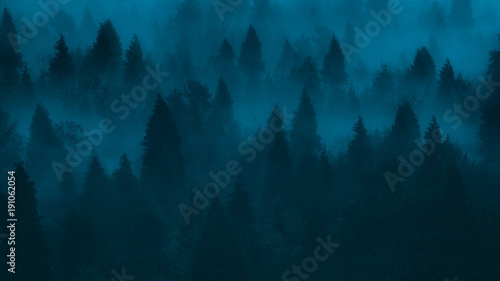 Fototapeta drzewa las norwegia pejzaż