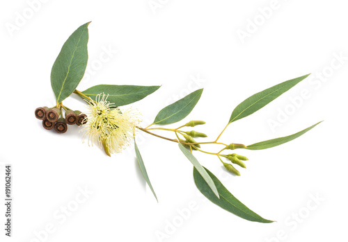 eucalyptus branch isolated photo