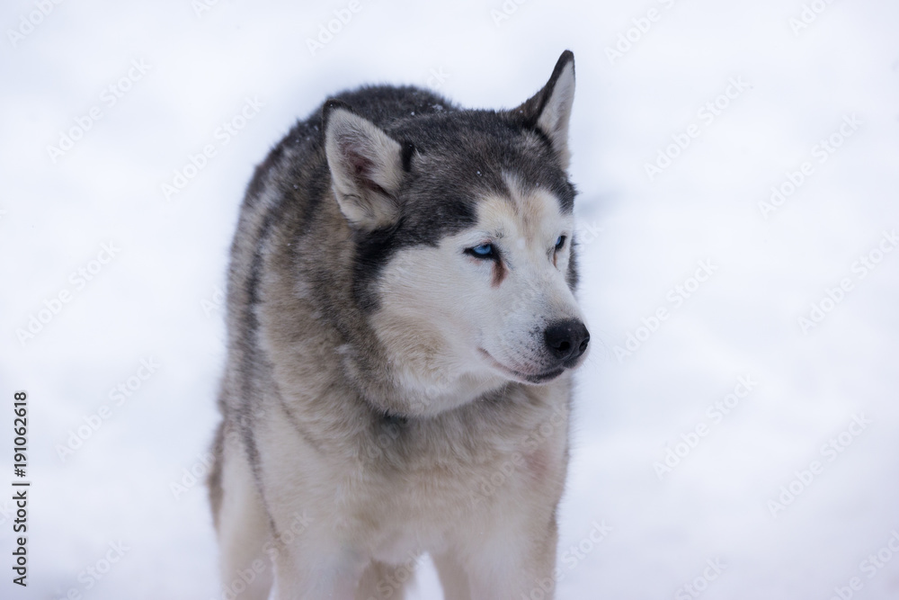 Siberian Husky portrait 