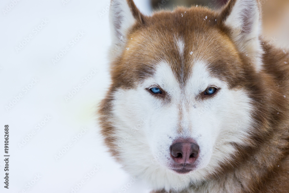 Siberian Husky portrait 