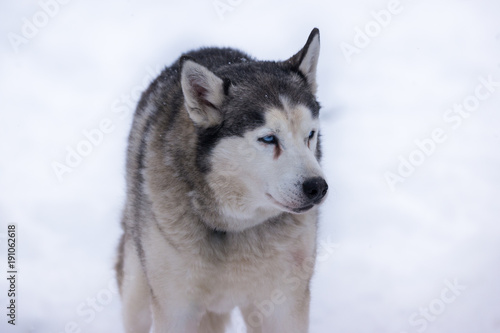 Siberian Husky portrait  © naturenow