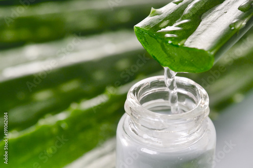 Composition of aloe vera. Concept of beauty cream derived from Aloe, natural medicine and care for the body due to its therapeutic properties, lifting, rejuvenation and Nature