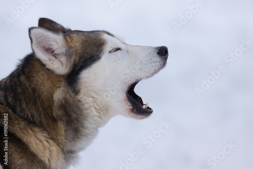 Siberian Husky portrait 