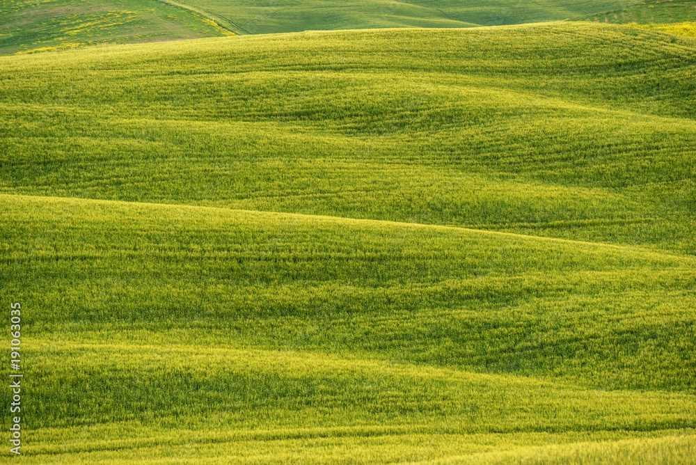 Green Sloping Meadows of rice field in Tuscany , Florence Italy . Green Sloping Meadows of rice field in Tuscany , Florence Italy .