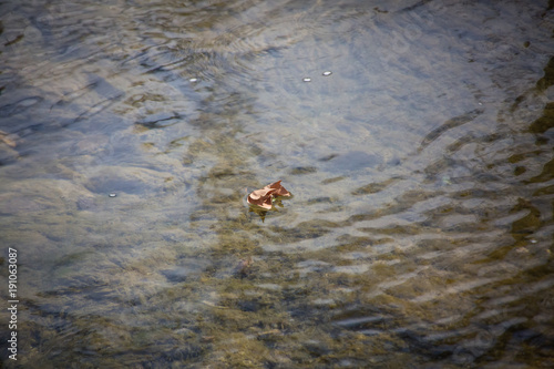 floating autumn leaf