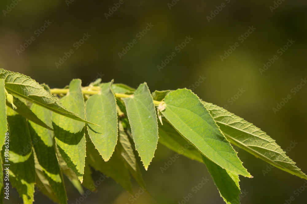 Fototapeta premium Green leaf of West Indian Cherry