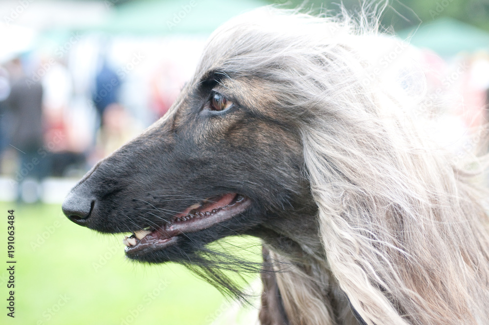 Fototapeta premium Afghan hound portrait