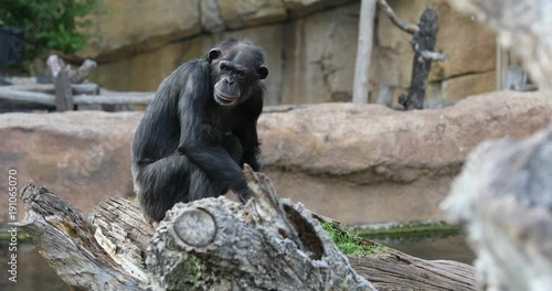 Chimpanzee looking around