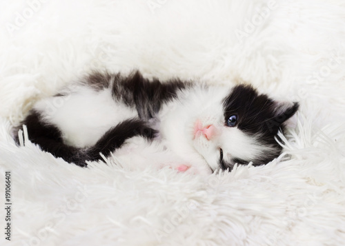 little cute kitten is sleeping on a fluffy blanket