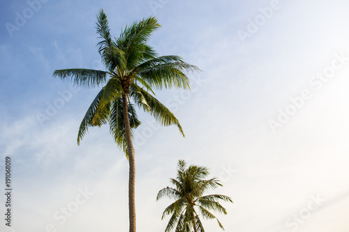 Big coconut tree on the blue sky during moring sun lighting.