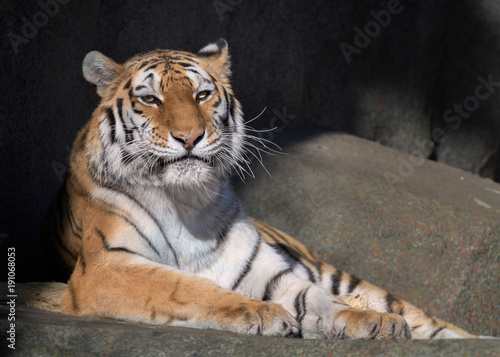 Fototapeta Naklejka Na Ścianę i Meble -  Adult female amur tiger laying on rocky surface