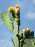 Kaktusfeige