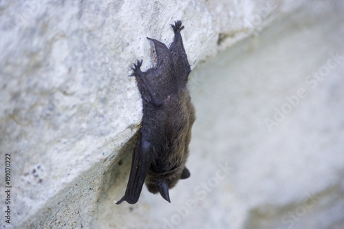 Bat on the Wall