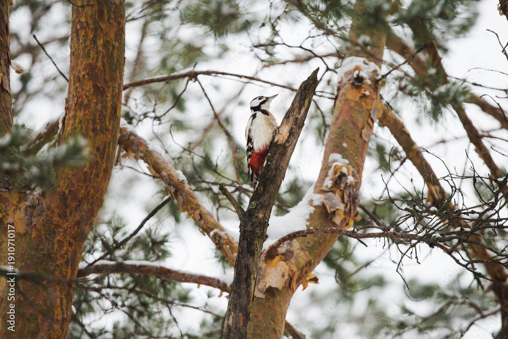 Beautiful woodpecker bird sitting on branch of tree in winter wood. Horizonal color photography. Beautiful woodpecker bird sitting on branch of tree in winter wood. Horizonal color photography.