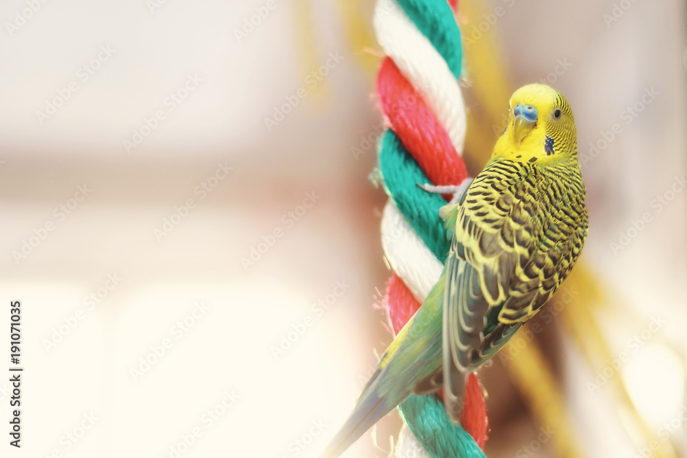 Fototapeta premium Funny Budgerigar. Budgie parrot sitting on rope and plays