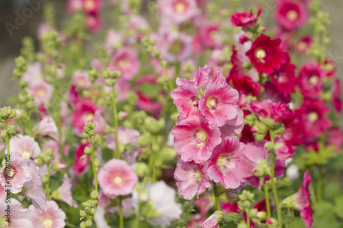Pink hollyhock flower in garden