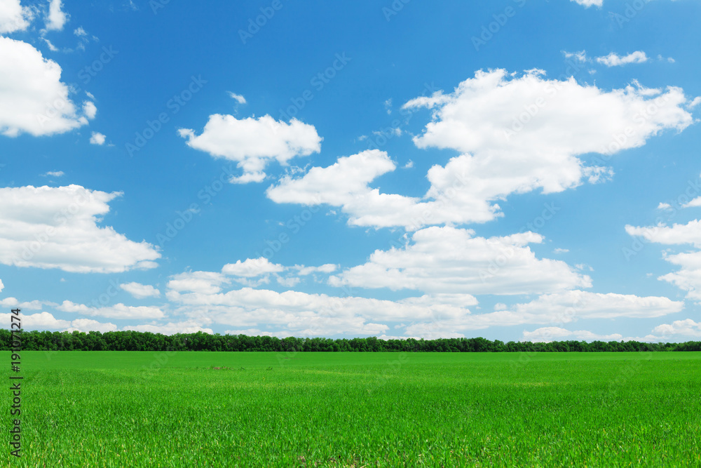 Green grass field and blue sky