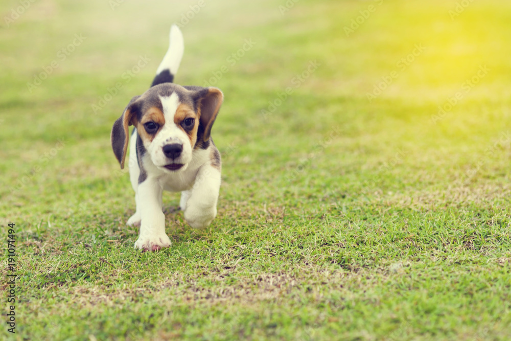 Cute little Beagle running in garden