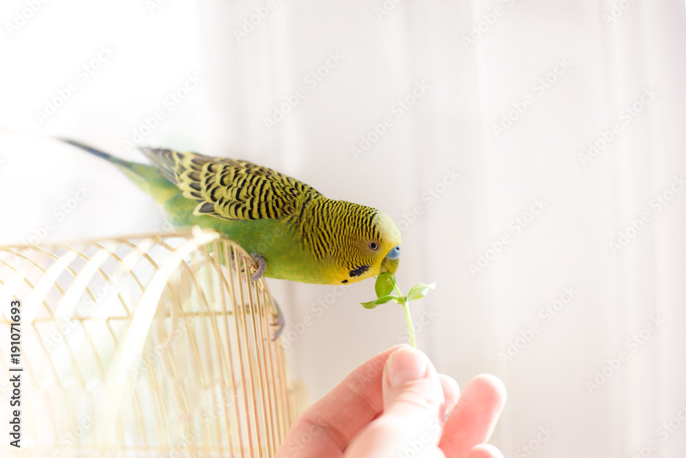 Obraz premium Parrot eats from a human hand fresh green grass