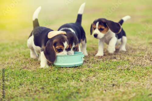 Little Beagles scramble to eat feed