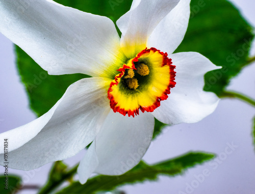 Fototapeta Naklejka Na Ścianę i Meble -  White narcissus macro