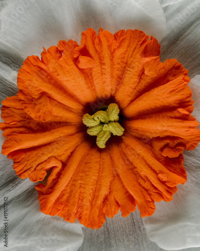 Fototapeta Naklejka Na Ścianę i Meble -  Orange Narcissus Center 