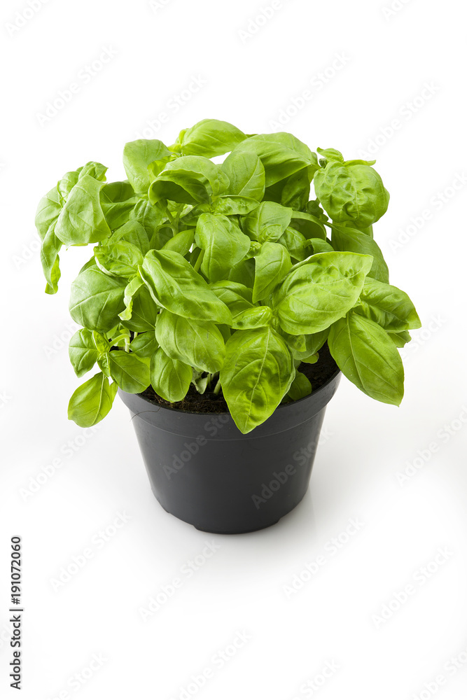 Fresh leaves of basil close up on white Fresh leaves of basil close up on white