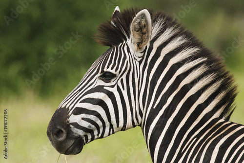Plains Zebra, Equus quagga chapmani, Hluhluwe-Imfolozi Park, South Africa