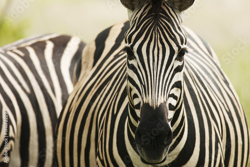 Plains Zebra, Equus quagga chapmani, Hluhluwe-Imfolozi Park, South Africa